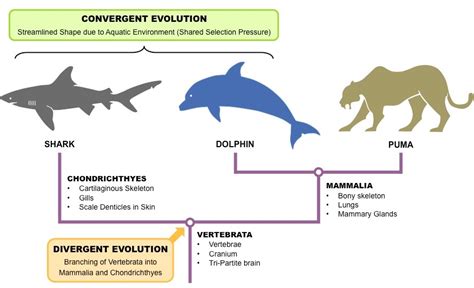 How does divergent evolution differ from convergent evolution? | Socratic