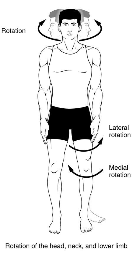 Anatomical Movements of the Human Body | Geeky Medics