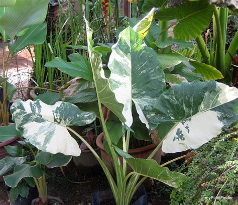 Alocasia macrorrhizos 'variegata'