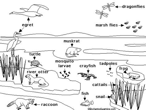 Freshwater Marsh Life Animal Printouts - EnchantedLearning.com