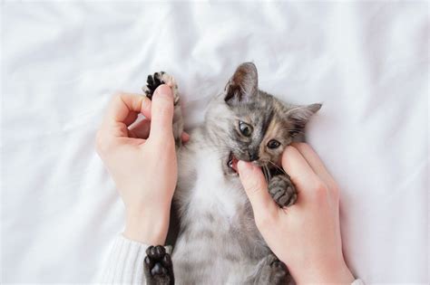 5 Signs of Kitten Teething | Heart + Paw