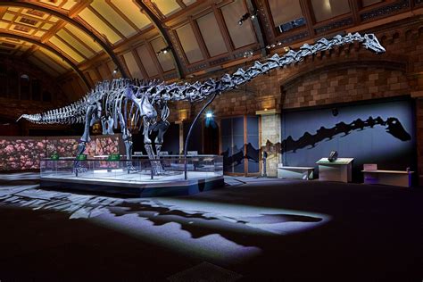 Dippy the Dinosaur returns to London's Natural History Museum - Londontopia