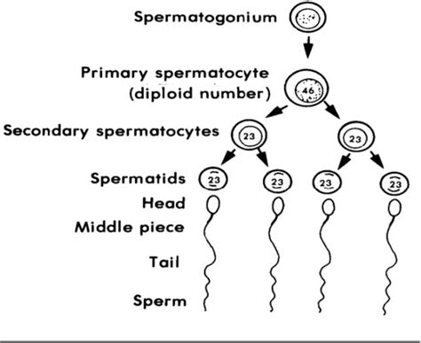 Spermatogenesis Adalah