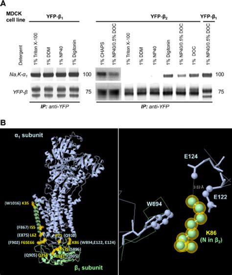 The Na,K-ATPase ␣ 1 - ␤ 1 complex is more stable than the Na,K- ATPase ...