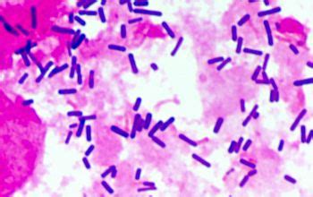 Lactobacillus acidophilus