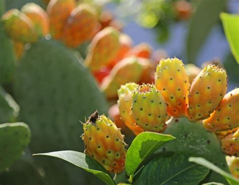 13 Edible Prickly Pear Varieties and Taste Profile | luv2garden.com