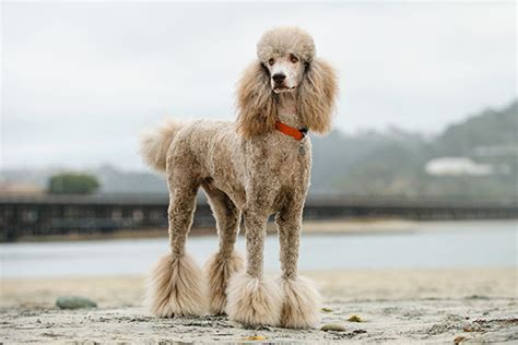 Poodle Dog Breed Information