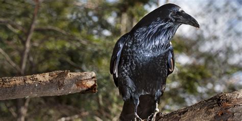 Common raven | Smithsonian's National Zoo and Conservation Biology ...