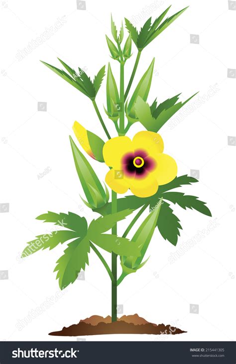 Fully Grown Okra Plant Okra Flowers Stock Vector 215441305 - Shutterstock