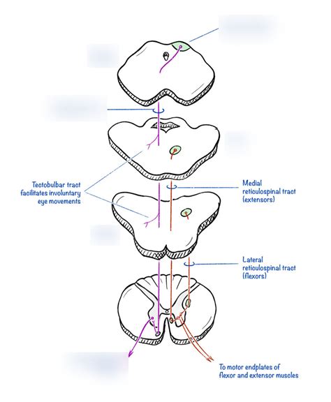 Tectospinal tract Diagram | Quizlet