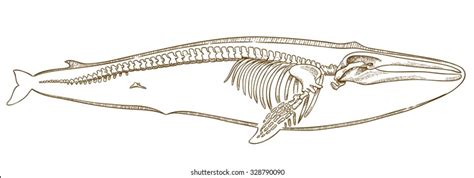 4,047 Whale Skeleton Images, Stock Photos, 3D objects, & Vectors ...