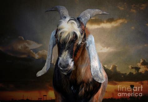 Domestic Goat Photograph by Savannah Gibbs - Fine Art America