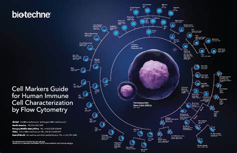 Cell Markers Guide for Human Immune Cell Characterization