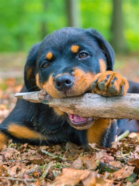 Rottweiler Bite Force: Unveiling The Power Behind The Jaws - WAF