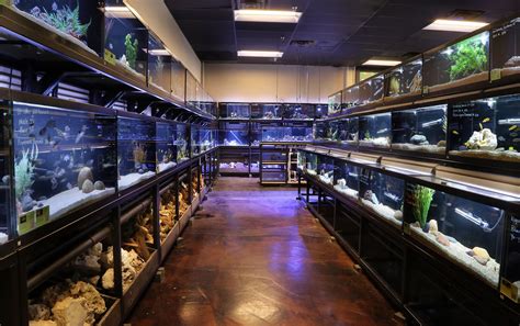 Freshwater Fish Department | Custom aquarium, Fish gallery, Fishing room