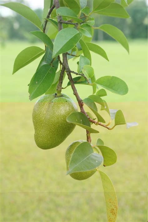 Riverine Parks: Pond Apple (Annona glabra)