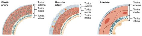 Blood Vessels | Biology of Aging