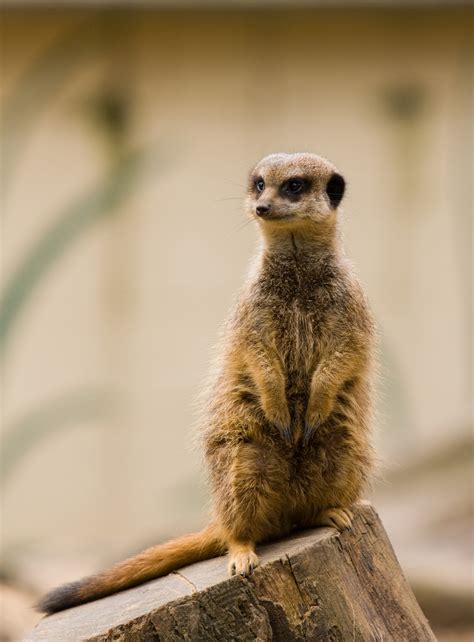 Meerkat