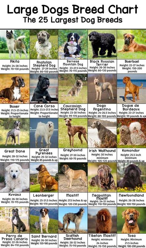 Large Dog Breeds Pictures and Names Chart - PatchPuppy.com | Dog breed ...