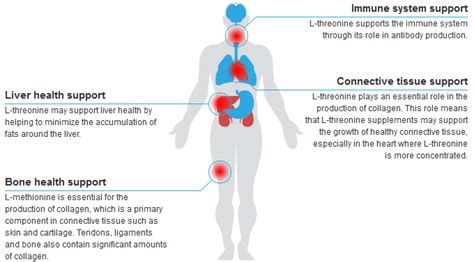 L-Threonine | Health Benefits and Uses of L-Threonine