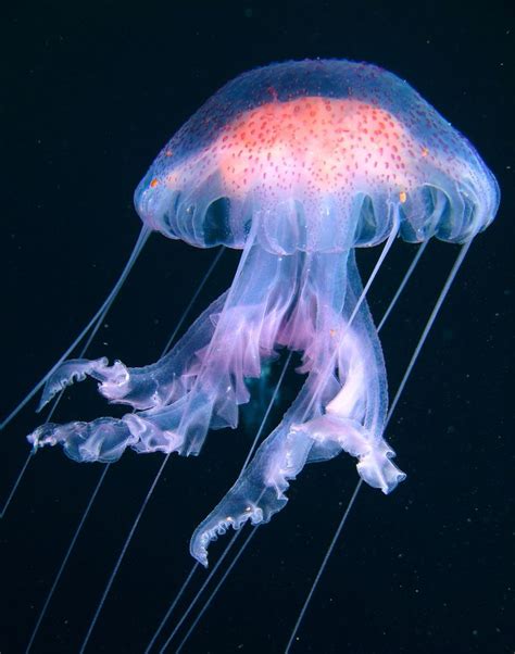 Graceful Pacific Sea Jellyfish