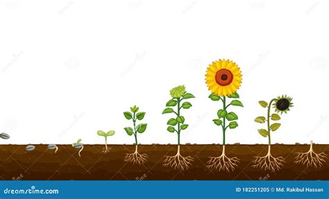 Sunflower Life Cycle. Growth Stages From Seed To Flowering And Fruit ...