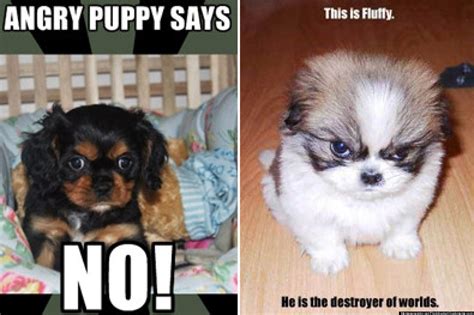 PHOTOS: Cutest Angry Puppy Meme Contest | HuffPost