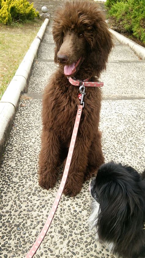 so beautiful! Love the grooming! Poodle Grooming, Poodle Dog, Poodle ...