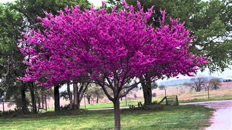 15 Heirloom Chinese Redbud Tree Seeds. USA Beautiful Pink - Etsy