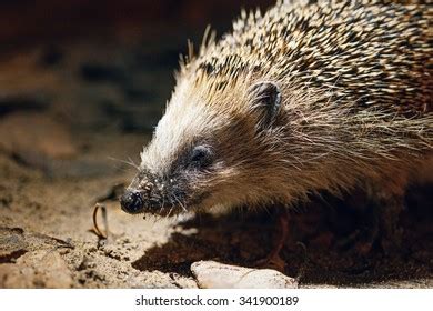 West European Hedgehog Natural Habitat Close Stock Photo 341900189 ...