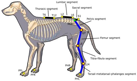 Dog Pelvis Anatomy