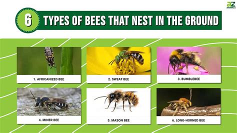 Types Of Ground Bees