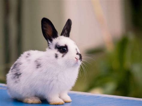 The Mini Satin Rabbit Breed Information and Pictures