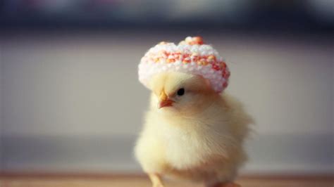 Baby Chick Wallpapers - Top Free Baby Chick Backgrounds - WallpaperAccess