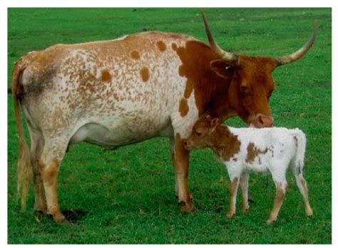 Big Picture Agriculture: 10 Miniature Cattle Breeds for Your Small Farm