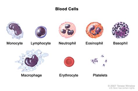 Blood cells; drawing shows six types of white blood cells (monocytes ...