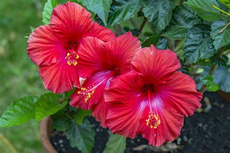 How to Get Continuous Blooms With Tropical Hibiscus | Hibiscus plant ...