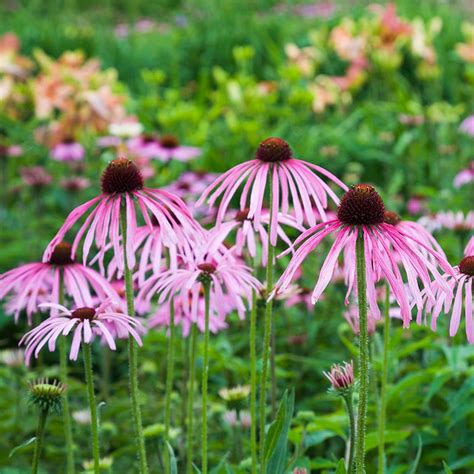 Pale Purple Coneflower, Echinacea pallida | American Meadows