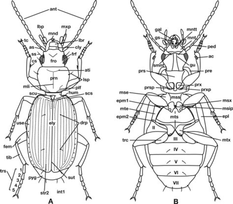 Bombardier Beetle Anatomy