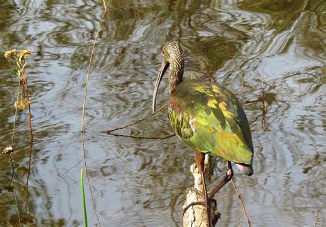 White-faced Ibis at Huntington Beach Central Park | I have b… | Flickr