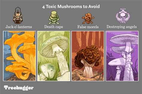 How to identify edible and poisonous wild mushrooms