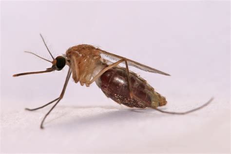 Digging deep into the malaria mosquito genome | Broad Institute