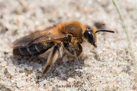 Ground Bees: What They Are And What They Look Like (With Pictures ...