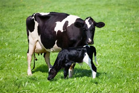 Suckling 'dramatically increases' cow-calf bond, study says - FarmingUK ...