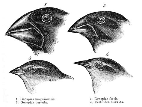 Divergent Evolution - Definition and Examples | Biology Dictionary