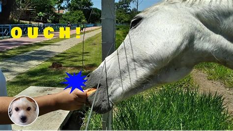 🐴🎧당근 먹는 말 l Horse eating carrot funny video - YouTube