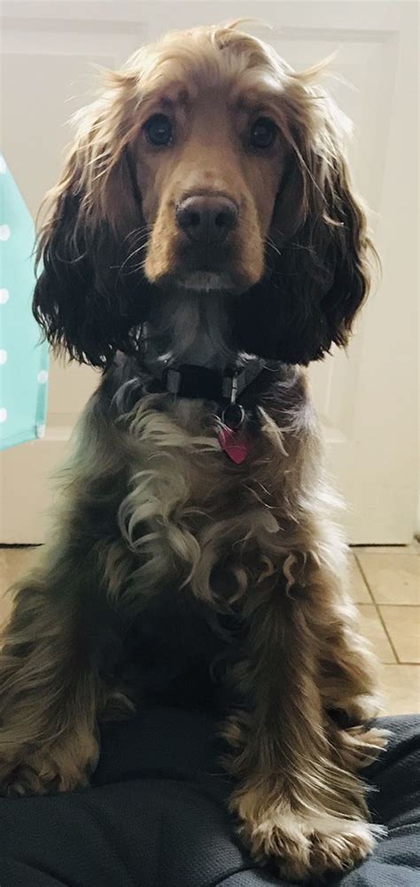 Cocker Spaniel 💕 | Cocker spaniel, English cocker spaniel, English cocker