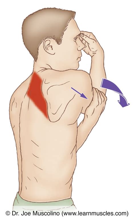 Rhomboids - Stretching - Learn Muscles