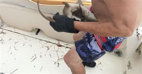 "Stab him!" Diver left in agony after small shark bites his stomach and ...