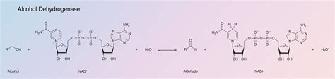 Alcohol Dehydrogenase - Worthington Enzyme Manual | Worthington Biochemical